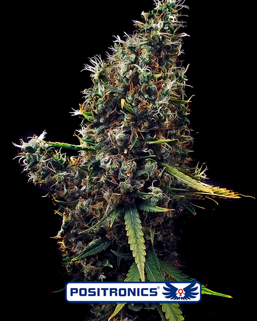 Cum Laude Feminised Seeds