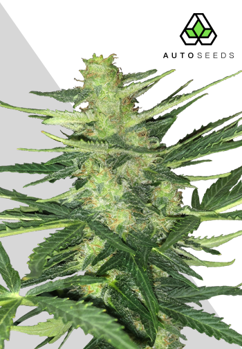 Polar Express Feminised Seeds