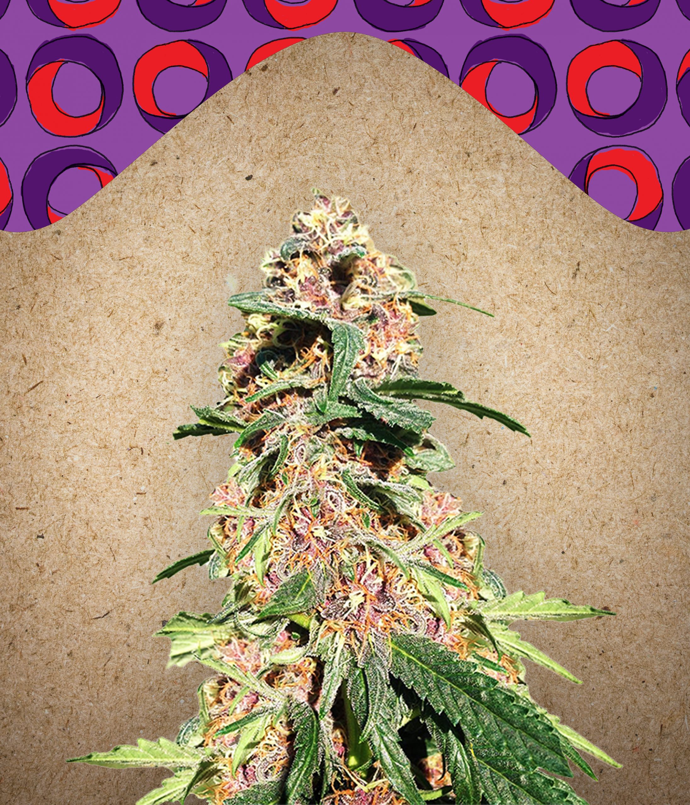 Red Purps Feminised Seeds