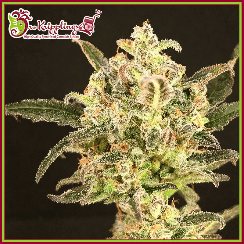 Dolly Kush Feminised Seeds