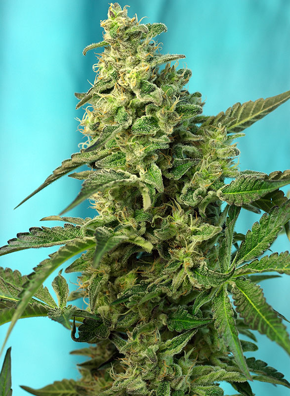 Green Poison Fast V Feminised Seeds
