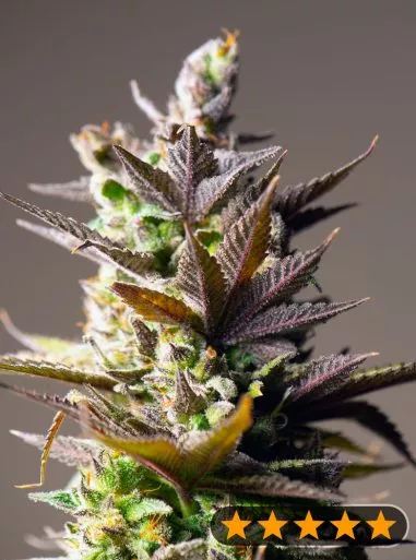 Cookie Mint Feminised Seeds