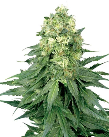 Cinderella 99 Auto Feminised Growers Choice Seeds