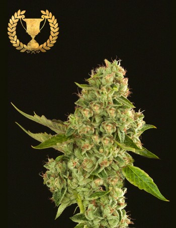 Kuchi Feminised Seeds