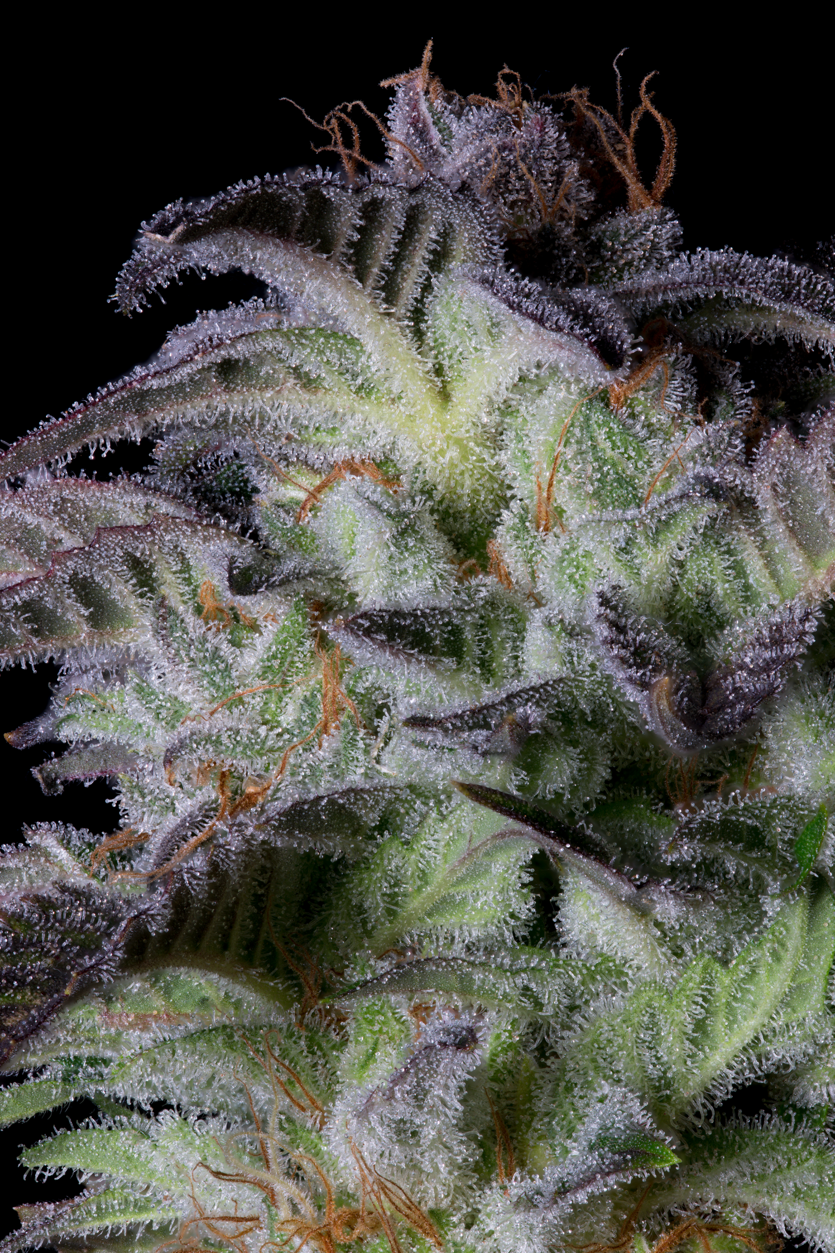 Dogstar Dawg Feminised Seeds