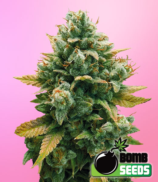 Godfather Bomb Feminised Seeds