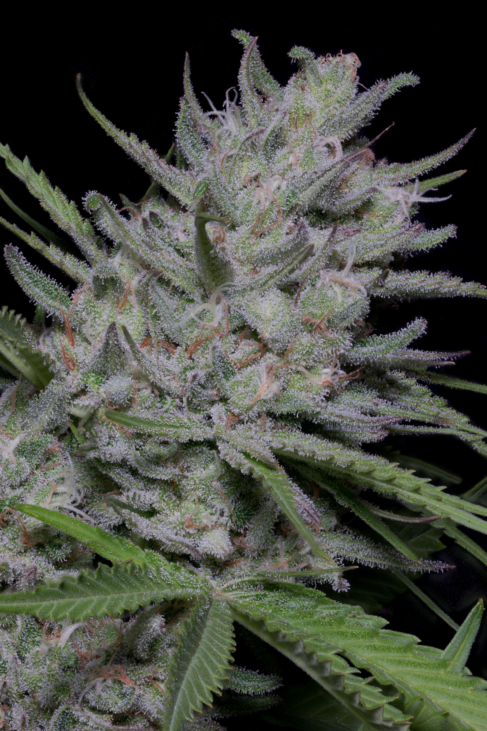 Bighead Superfast Auto Feminised Seeds