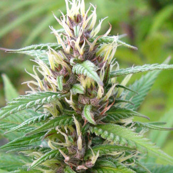 Mind Bender Feminised Seeds