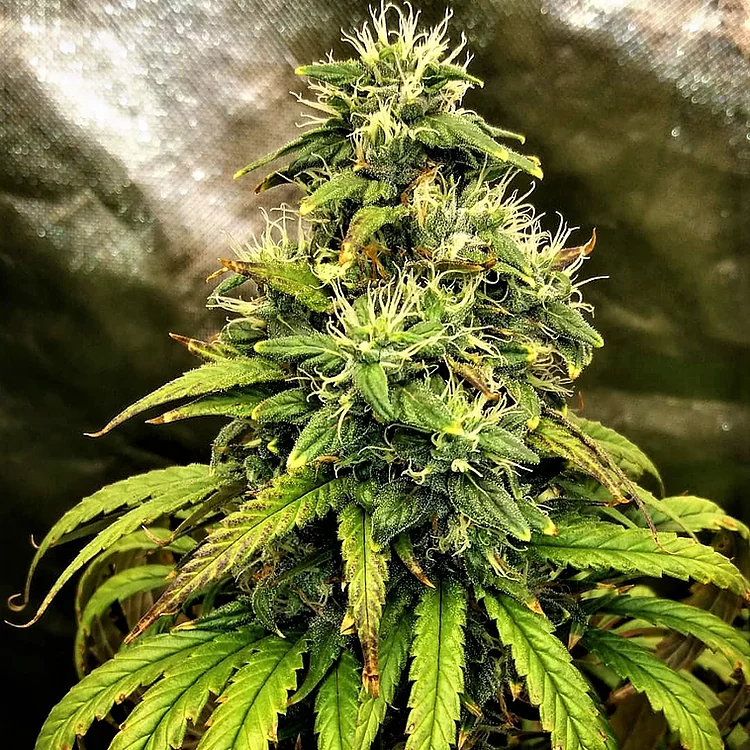 Monolith Mass Feminised Seeds