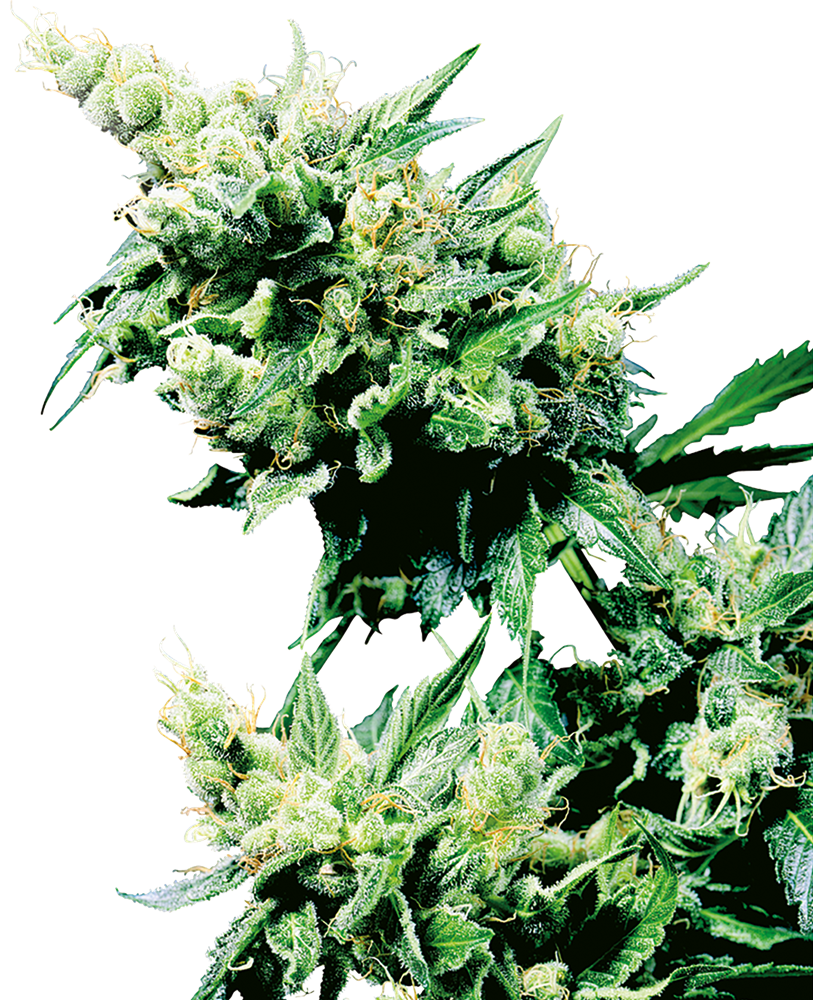 Hash Plant Feminised Seeds