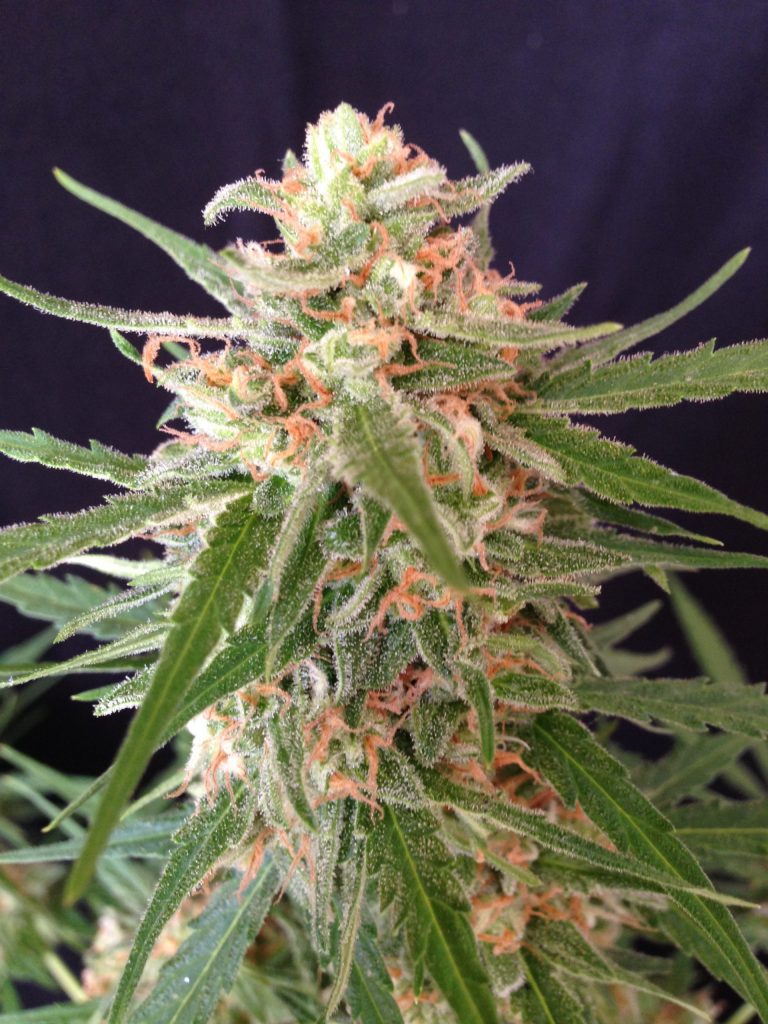 Impala 64 Haze Auto Feminised Seeds