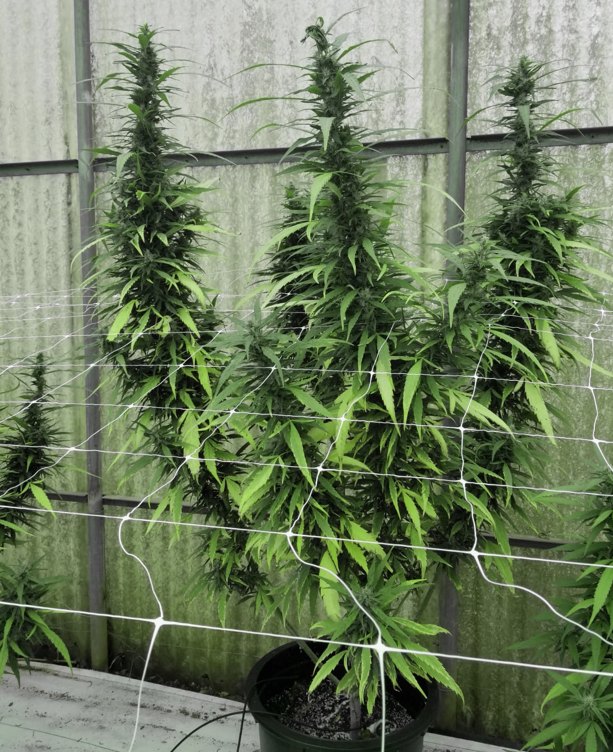 Leviathan CBG Feminised Seeds