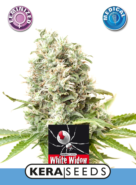 Medical White Widow Feminised Seeds