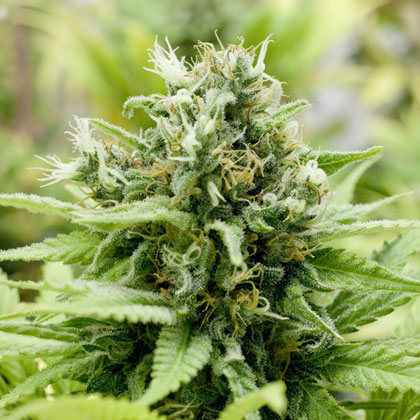 Jack-Matic Feminised Seeds