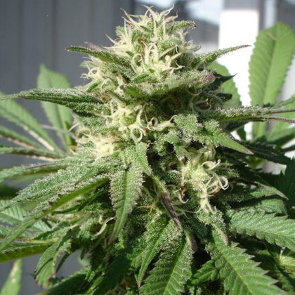 Bubble Bud Feminised Seeds