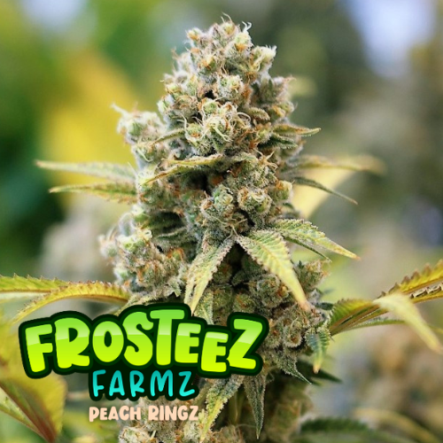 Peach Ringz Feminised Seeds