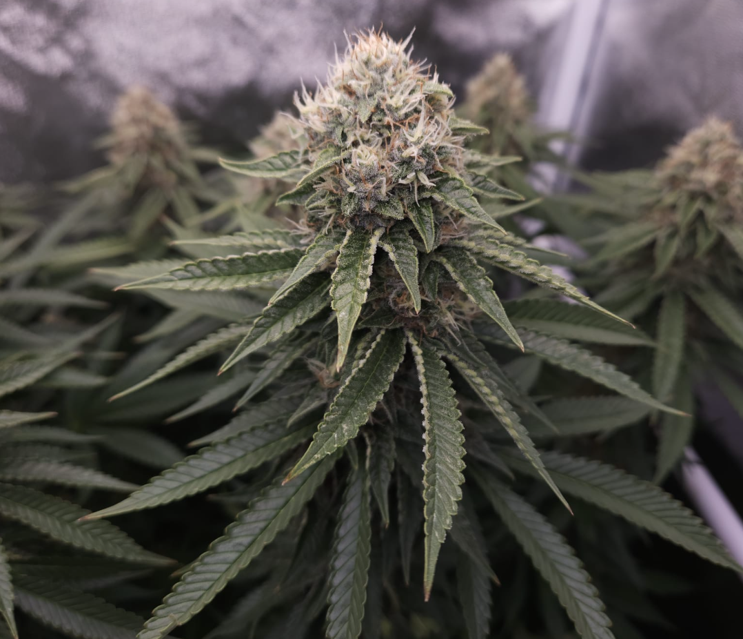 Pineapple Upside Down Cake Feminised Seeds