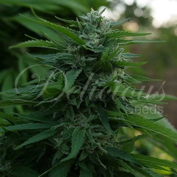 Lord Kush Feminised Seeds