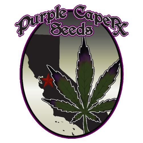 Purple Caper Seeds