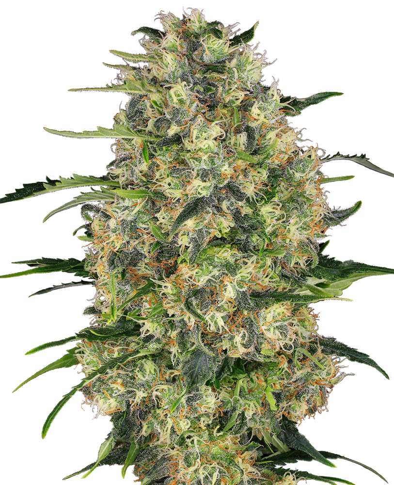Black Domina Regular Sensi Seeds