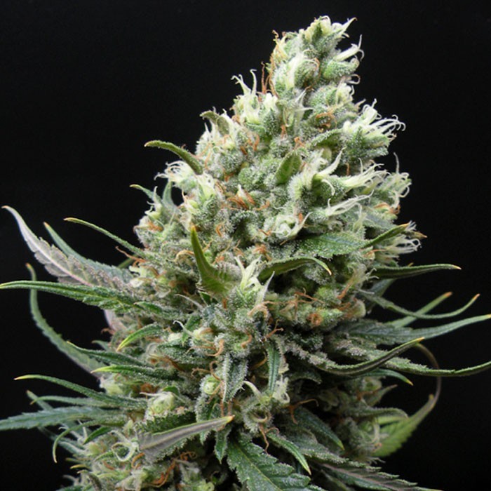 Ripper Haze Feminised Seeds