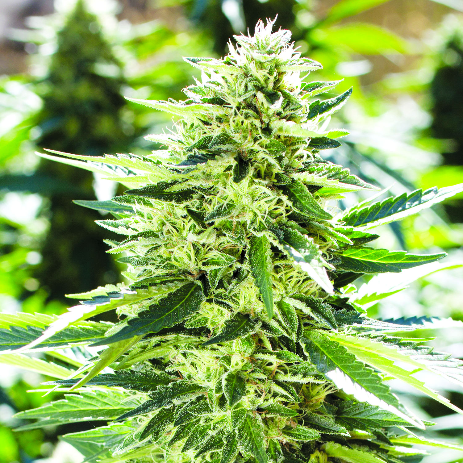 Lemon Diesel Feminised Seeds