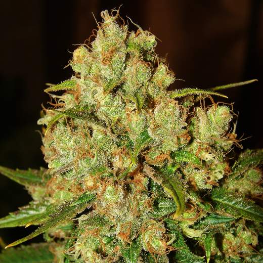 Master Kush Auto Feminised Seeds