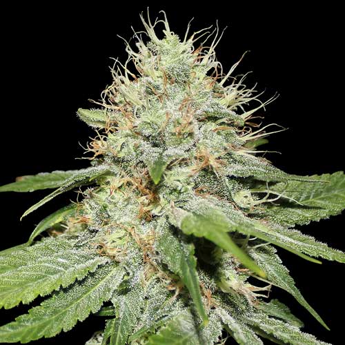 Master Kush Feminised Seeds