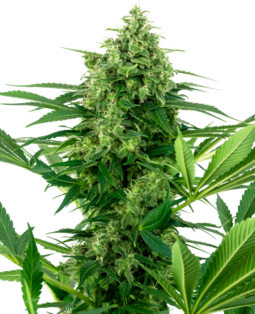 Banana Frosting Feminised Seeds