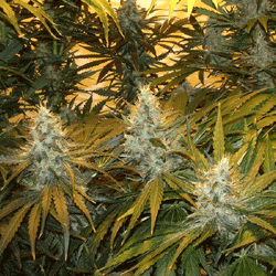 Chunky Skunk3 Feminised Sagarmatha Seeds