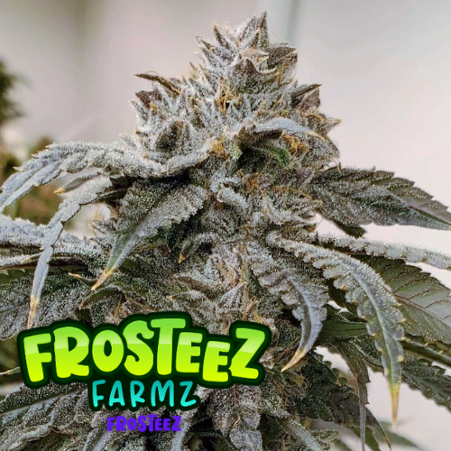 Frosteez Feminised Seeds