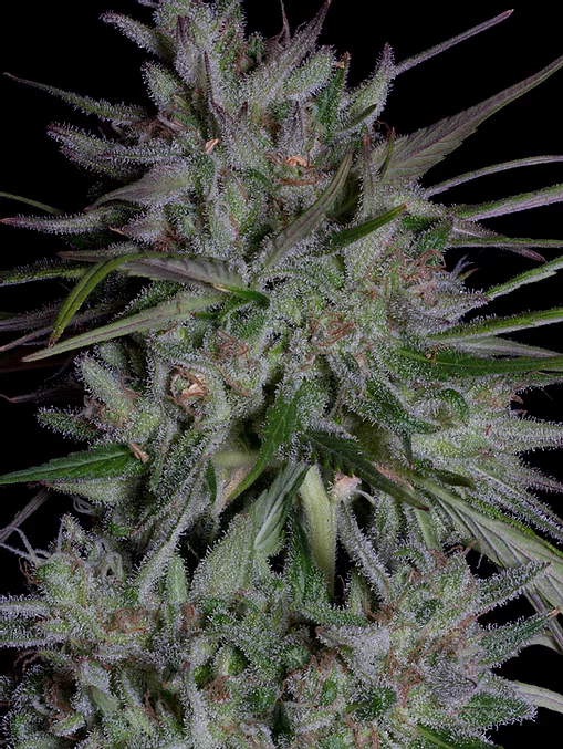 Don Girl Scout Cookies Feminised Seeds