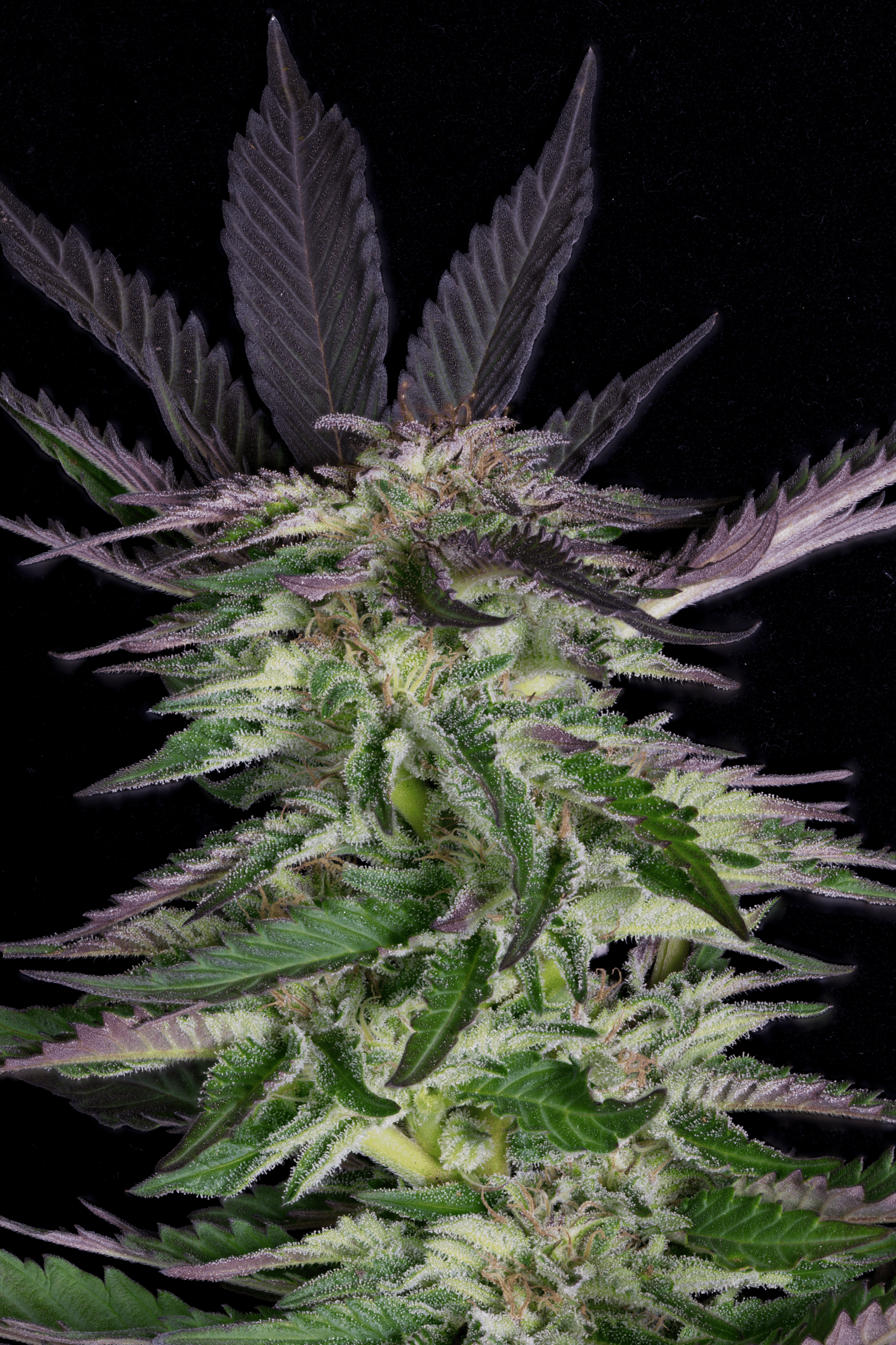 Grandaddy Purple Feminised Seeds