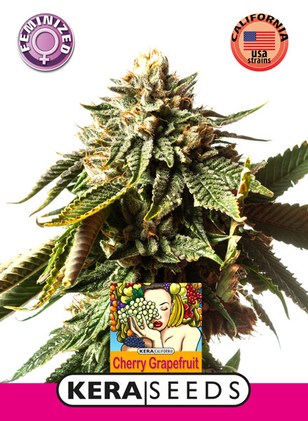 Cherry Grapefruit Feminised Seeds