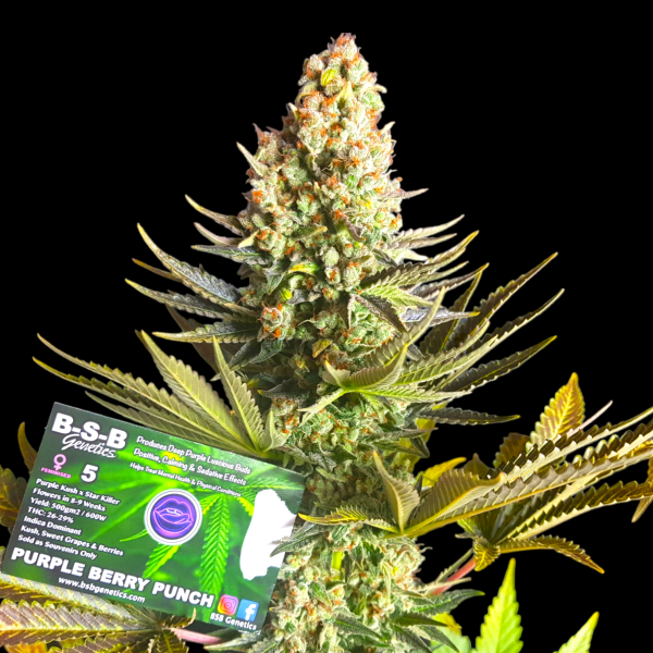 Purple Berry Punch  Feminised Seeds