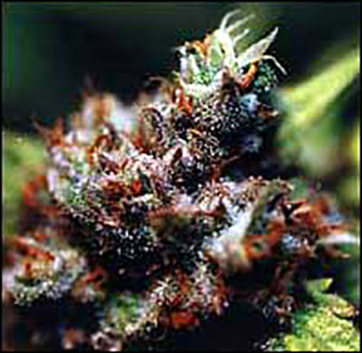 Brasil x KC Regular Kc Brains Seeds
