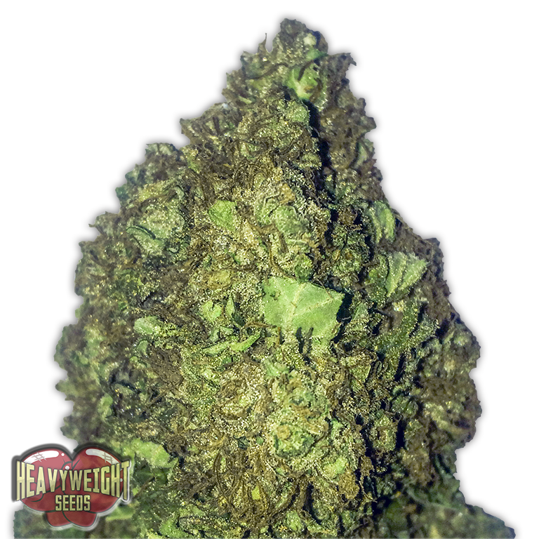 Short and Sweet Auto Feminised Seeds