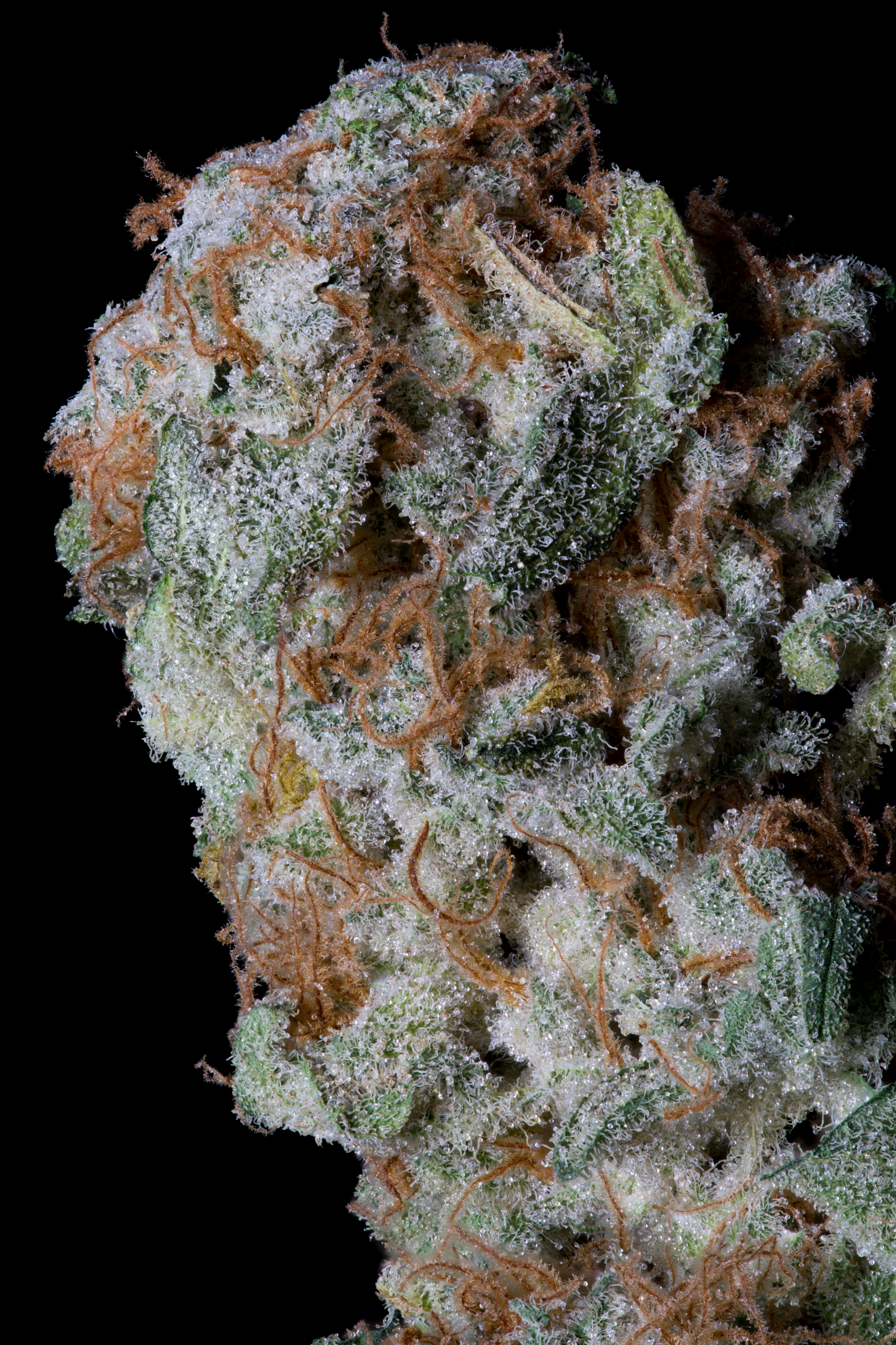 Sherbert Glue Feminised Seeds