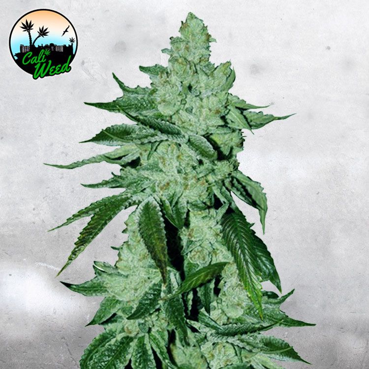 Girl Scout Cookies Auto Feminised Seeds