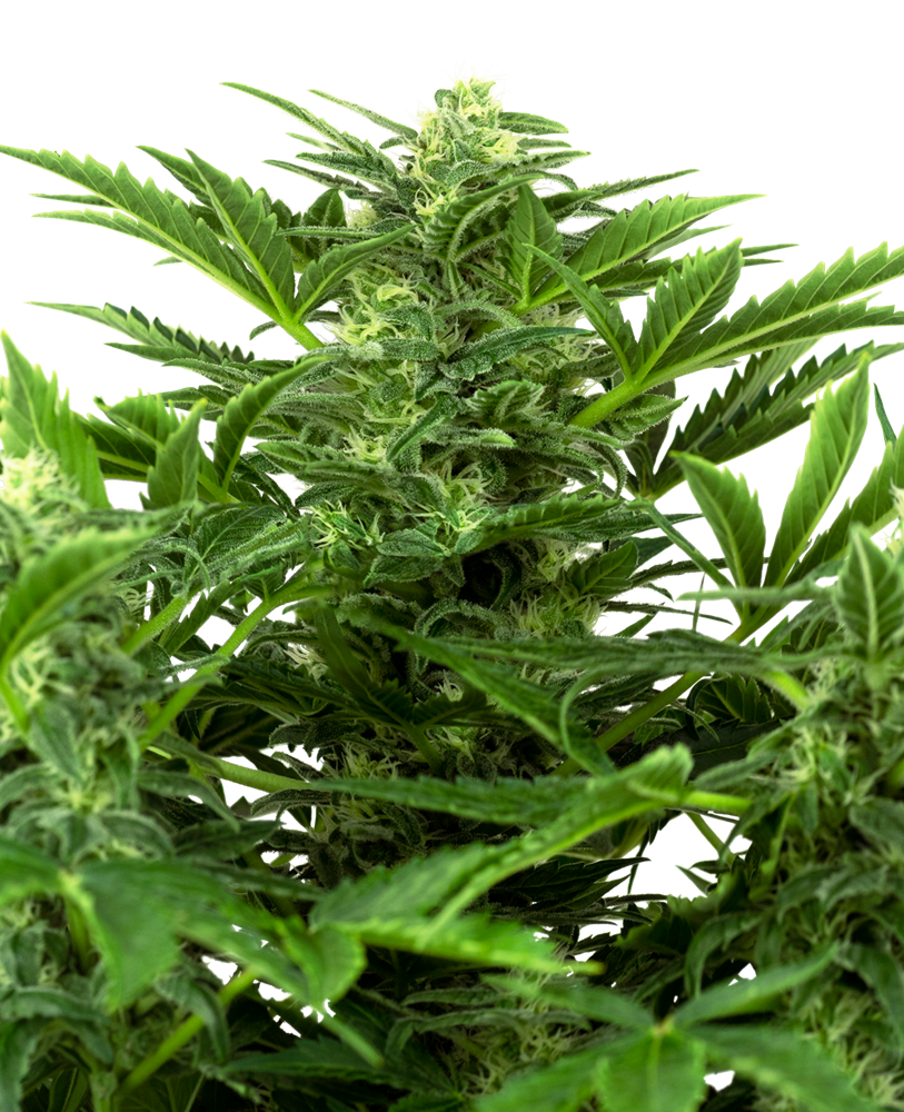 Mandarin Punch Auto Feminised Seeds