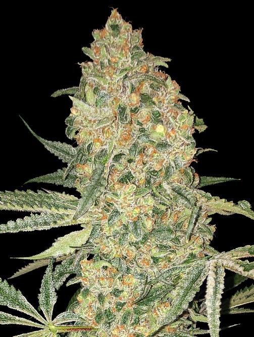 Bruce Banner Feminised Advanced Seeds