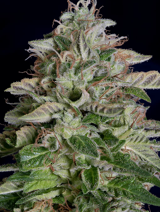 Don Megalodon Feminised Seeds