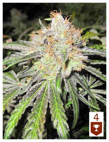 Deep Neville Feminised Seeds