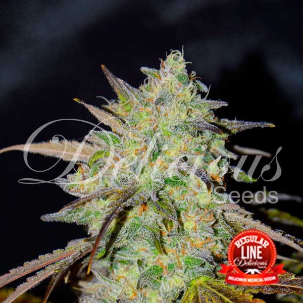 Marmalate Feminised Seeds