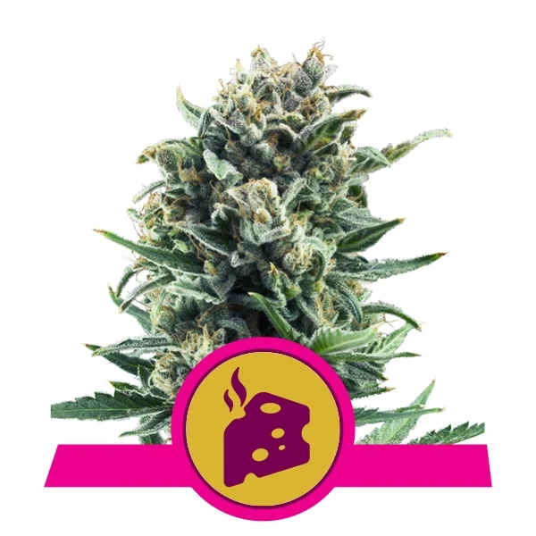 Blue Cheese Feminised Royal Queen Seeds