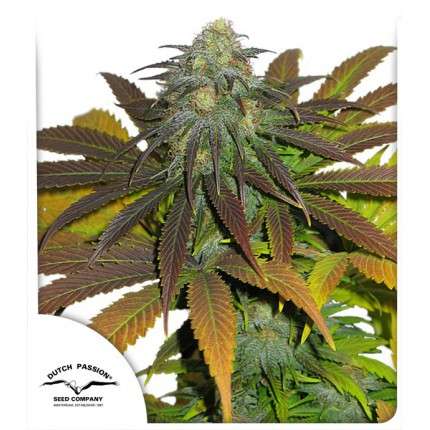 Bubba Island Kush Feminised Dutch Passion Seeds