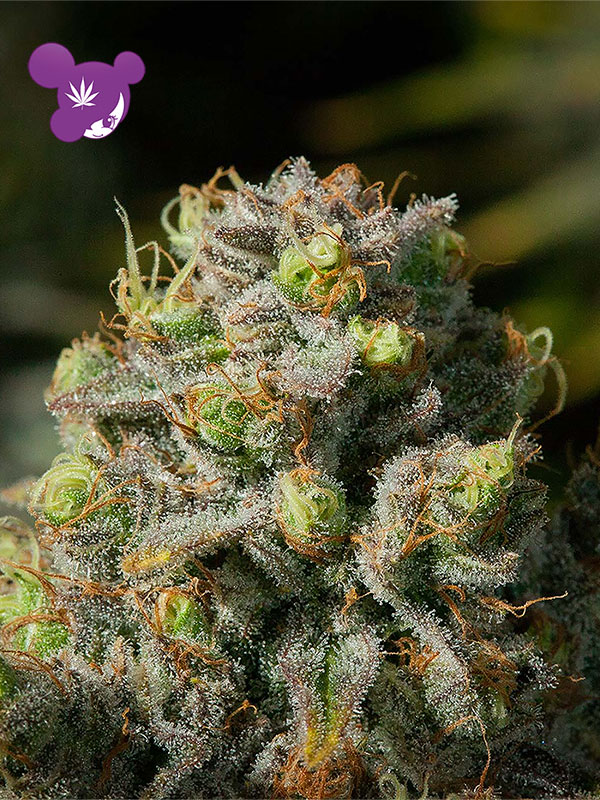 Iceberg Feminised Cannabis Seeds Anesia Seeds