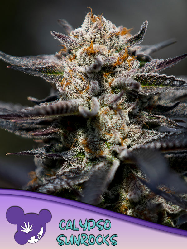 Calypso Sunrocks Feminised Cannabis Seeds Anesia Seeds