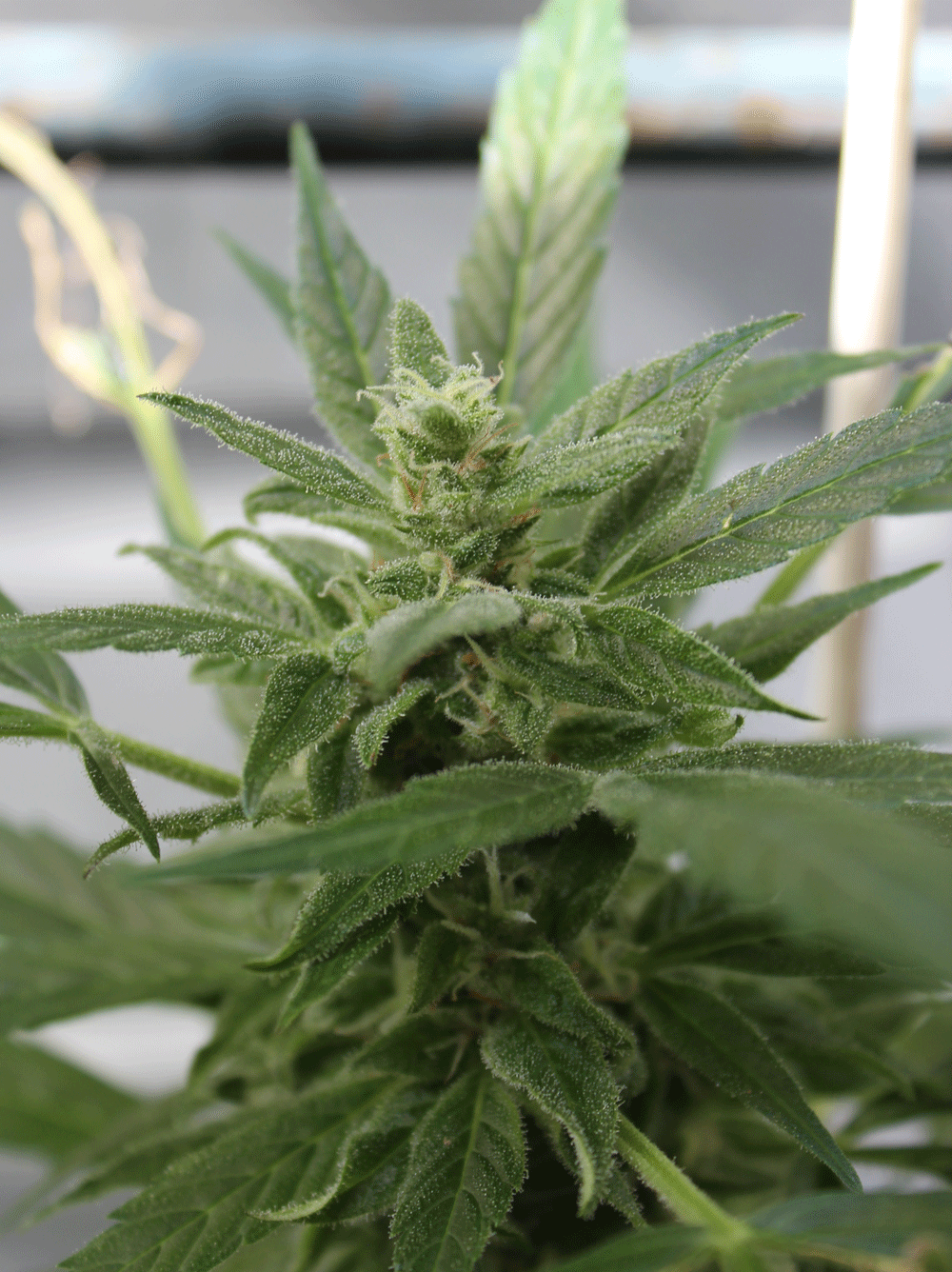 Bluetooth Auto Feminised Seeds