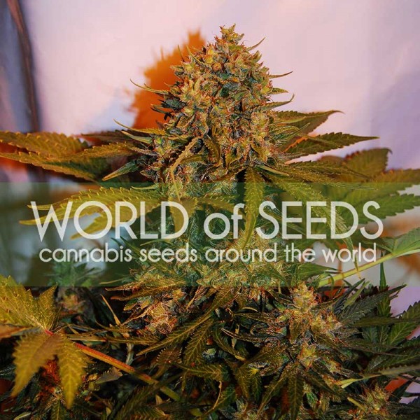 Northern Light x Big Bud Auto Feminised Seeds